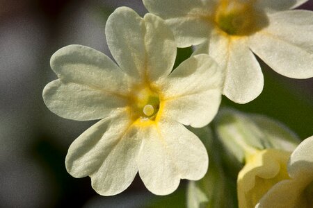 Bloom high primrose primula elatior