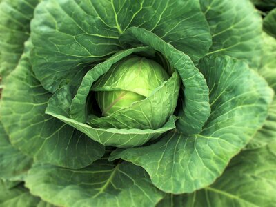 Cabbages vegetables nature photo