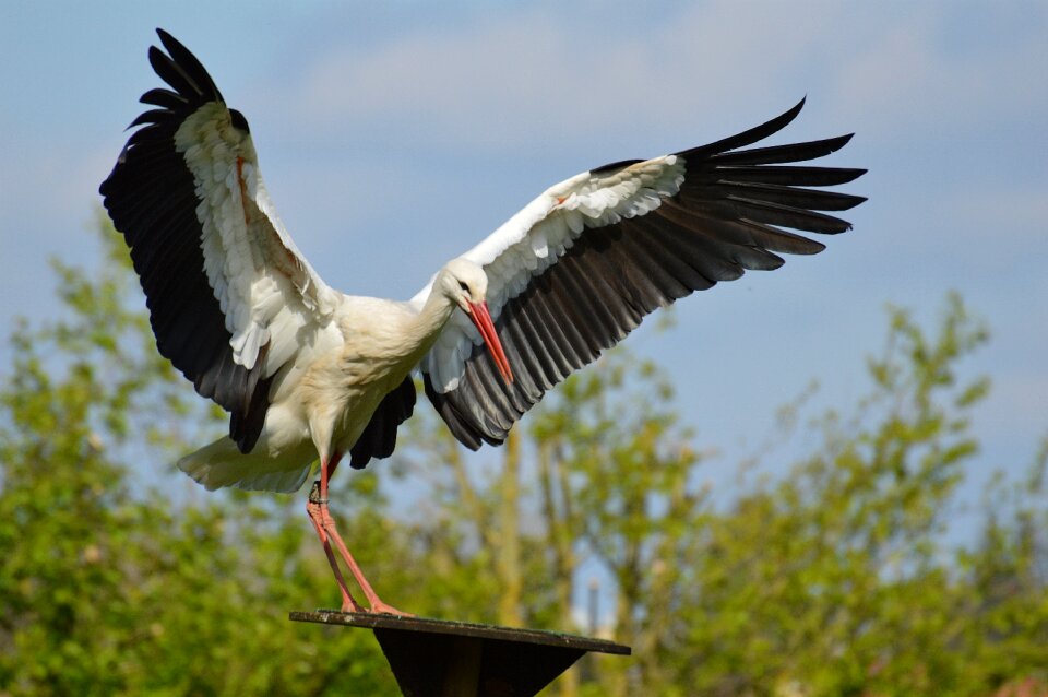 Elegant feather bird
