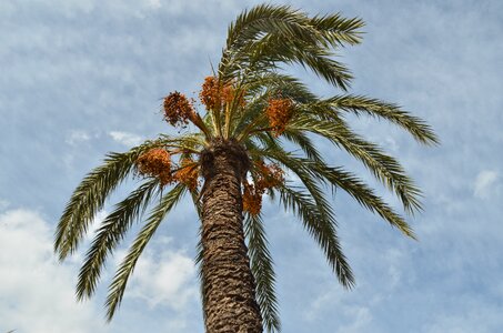 Palm tree date fruit photo
