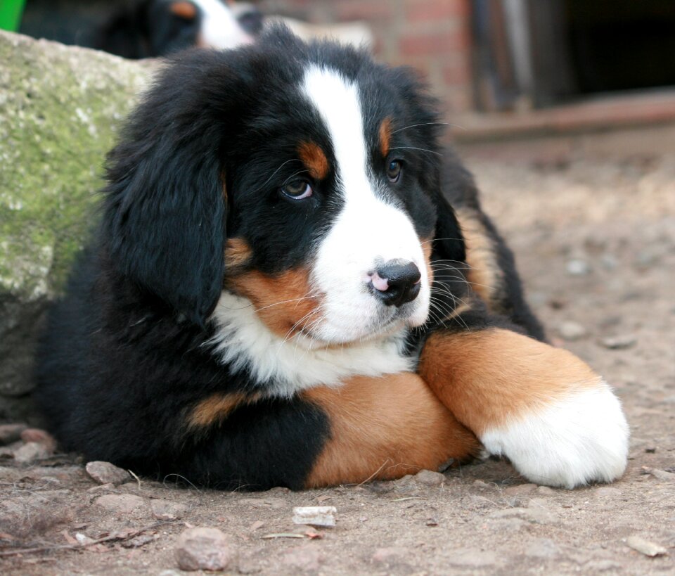 Puppy bernese mountain dog berner