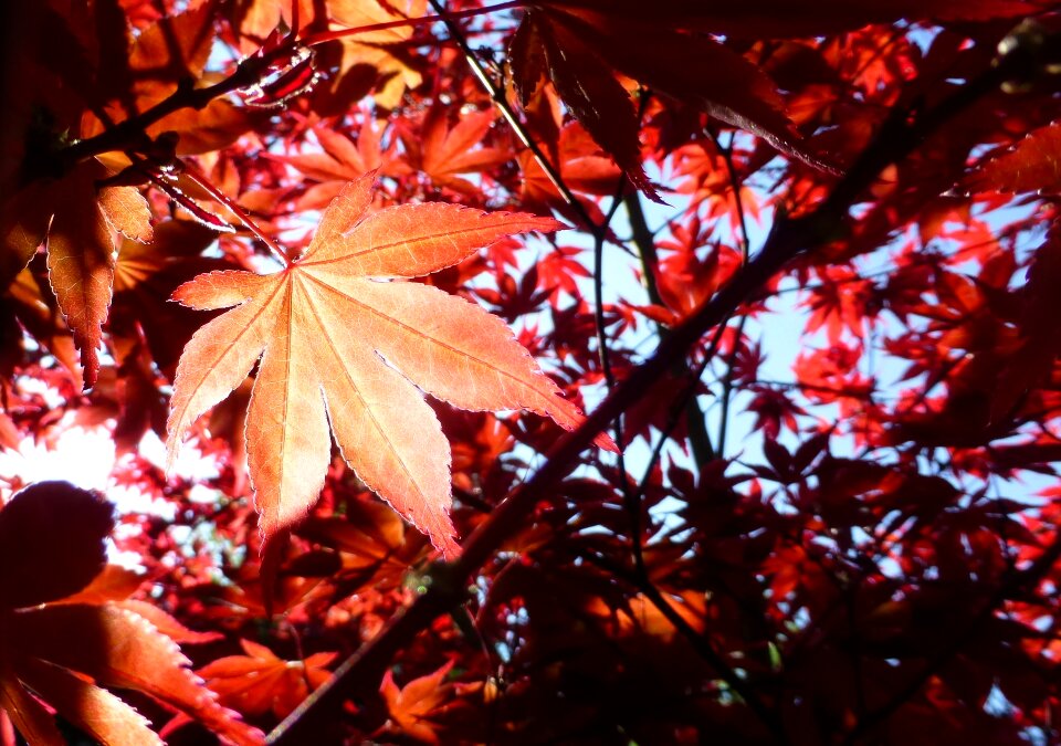 Leaf plant tree