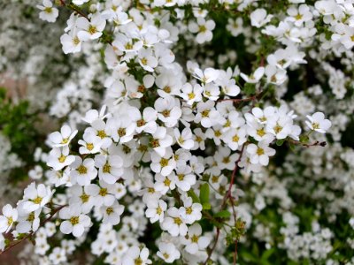 白金台どんぐり児童遊園_の花
