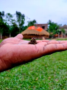 খৈনি_(Khaini)_-_Tobacco