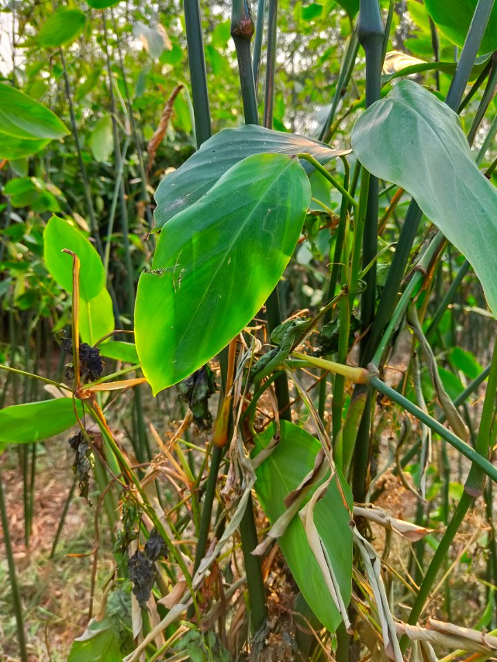মুর্তা_বা_পাটিবেত_বা_পাটিপাতা_বা_মুস্তাক_(বৈজ্ঞানিক_নাম-_Schumannianthus_dichotomus)