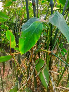 মুর্তা_বা_পাটিবেত_বা_পাটিপাতা_বা_মুস্তাক_(বৈজ্ঞানিক_নাম-_Schumannianthus_dichotomus)