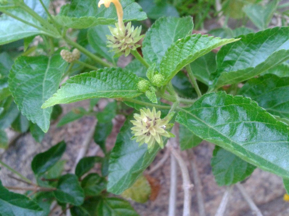 உண்ணிச்செடி(மஞ்சள்)_2_(Lantana_camara(yellow)