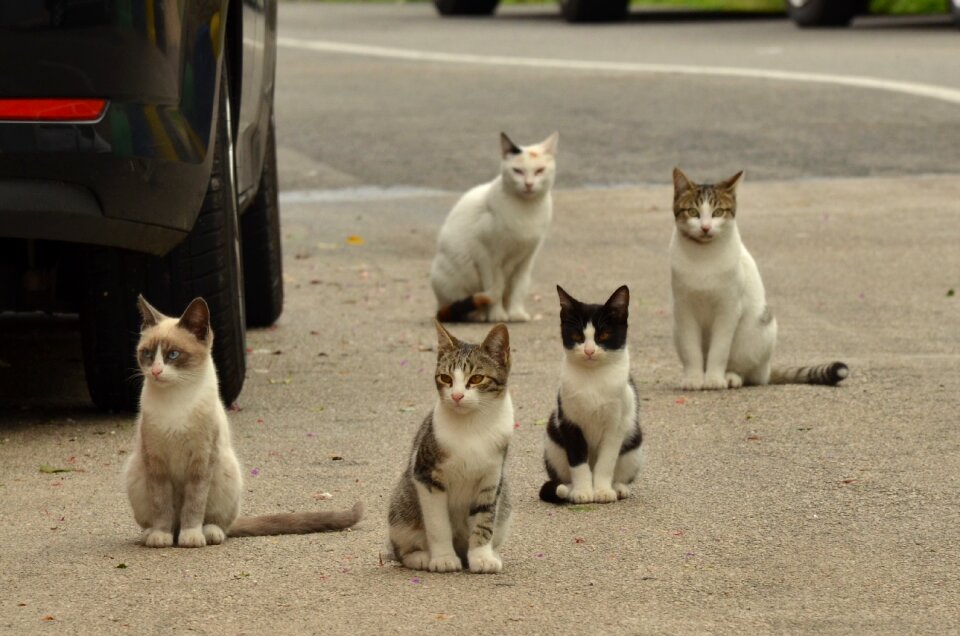 Alley cat pet street