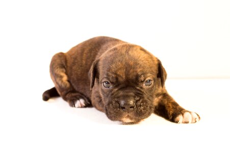 Cute brown sitting photo