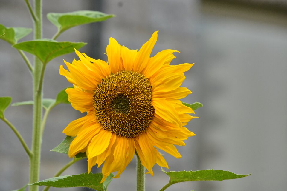 Yellow nature plant