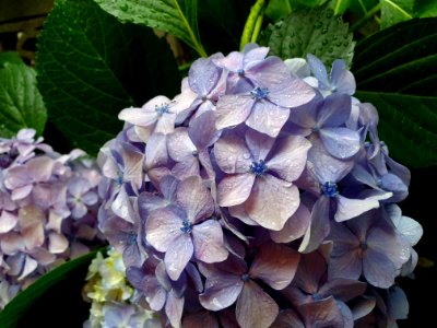 紫陽花_flower_at_start_of_rainy_season_in_Tokyo photo