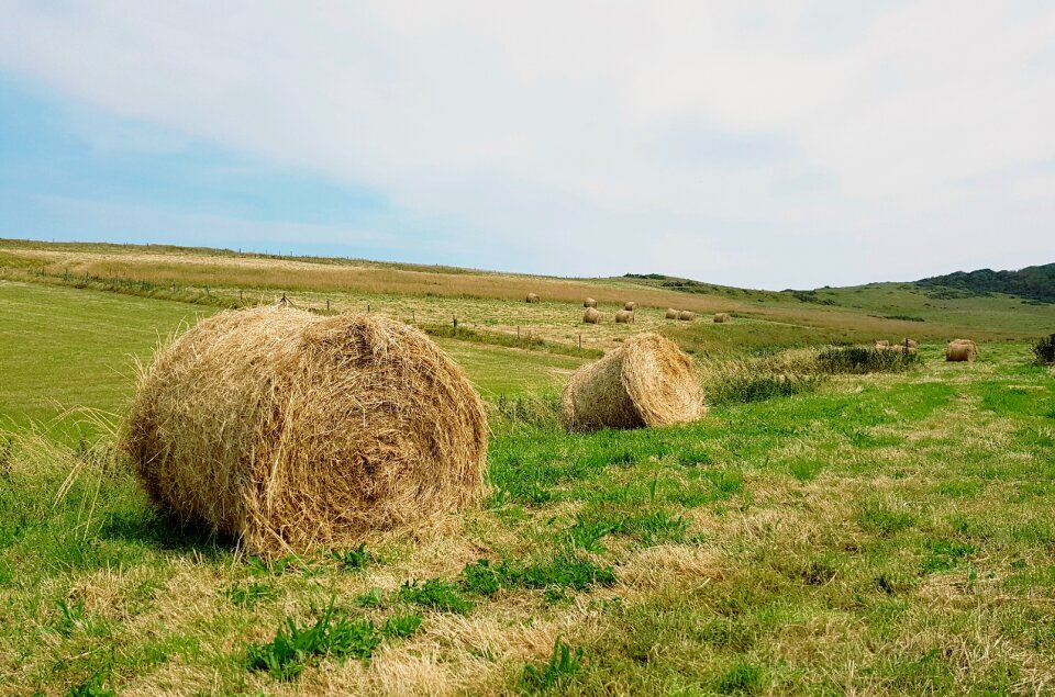Meadow landscape agriculture