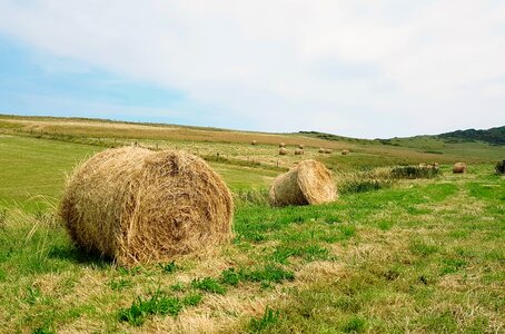 Meadow landscape agriculture photo