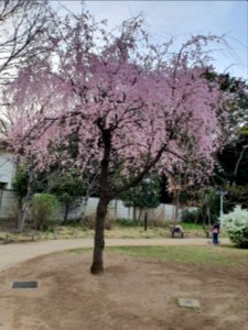 白金台どんぐり児童遊園_の花_2