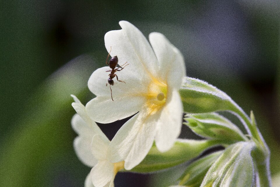 Bloom high primrose primula elatior