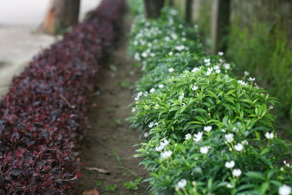 Flower bangladesh green road