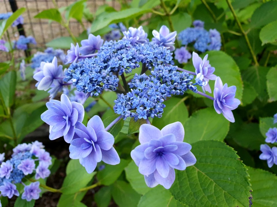 有栖川宮記念公園の紫陽花
