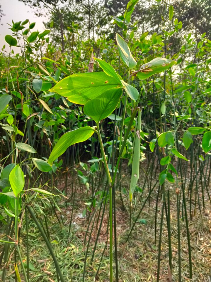 মুর্তা_বা_পাটিবেত_বা_পাটিপাতা_বা_মুস্তাক_(বৈজ্ঞানিক_নাম-_Schumannianthus_dichotomus)।