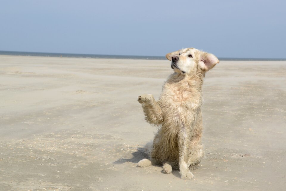 Golden retriever dog beach