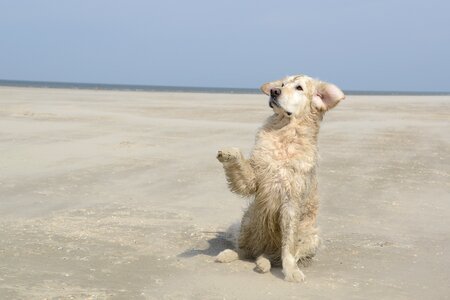 Golden retriever dog beach photo
