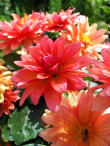 Bloom flower garden
