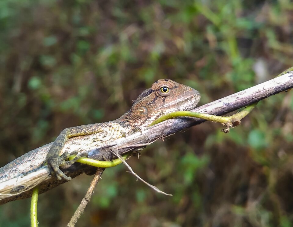 Animal lizard wildlife