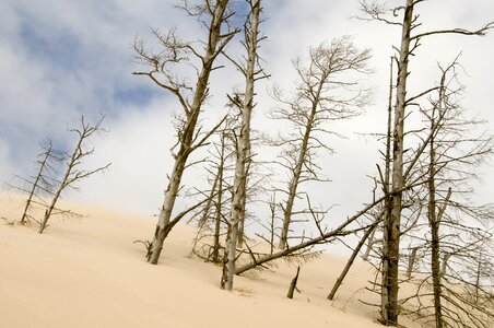 Nature tree sand photo