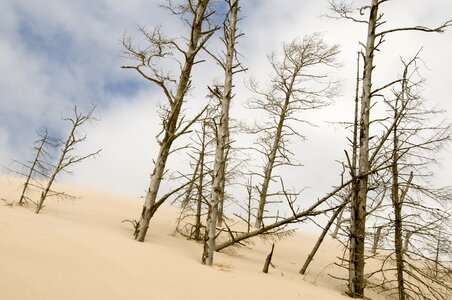 Nature tree sand