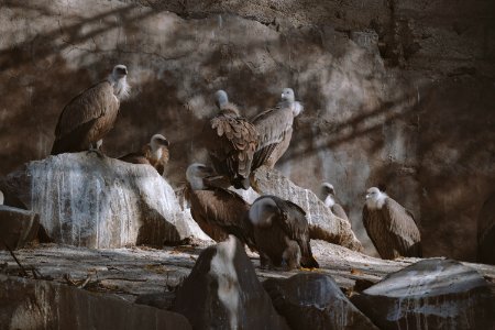 باغ_وحش_ایروان