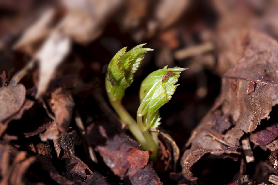 Plug seeds leaves