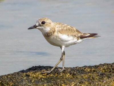 Migratory nature wild