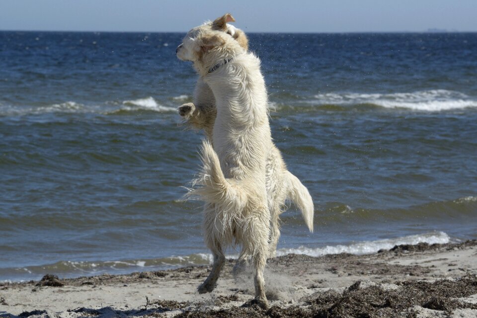 Golden retriever dog ginger and grace