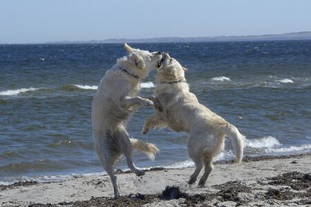 Golden retriever dog ginger and grace