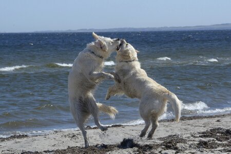 Golden retriever dog ginger and grace photo