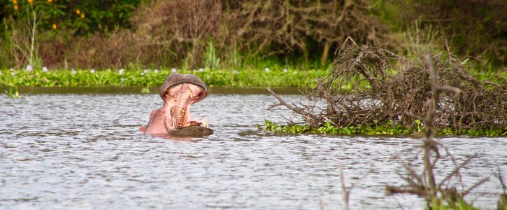 Hippo kenya lake naivasha