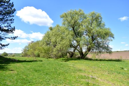 Цибулівка_05