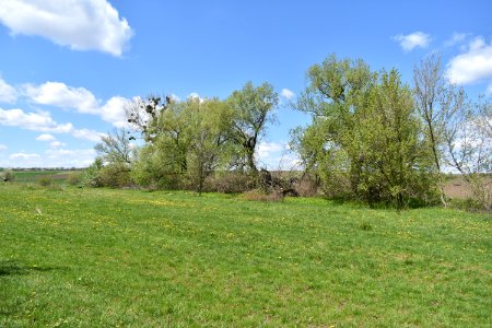 Цибулівка_06