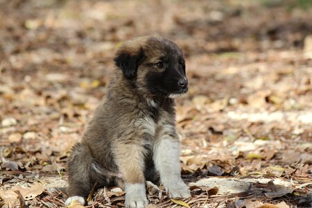 Puppy black dog nature