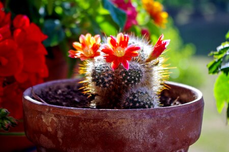 Succulent crassulacea flowers