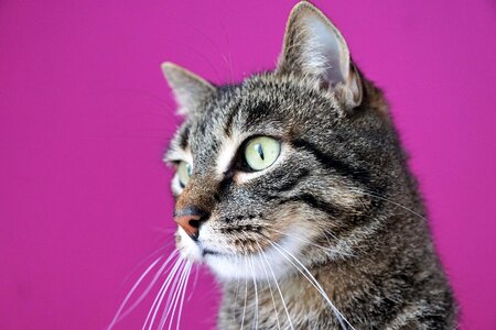 Cat's eyes pride kitten