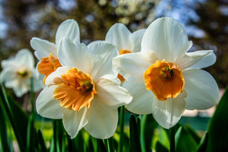 Narcissus pseudonarcissus amaryllis plant schnittblume