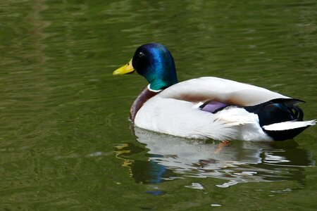 Pond duck bird swim photo