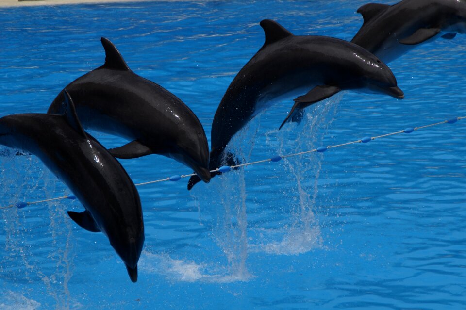 Marine mammals meeresbewohner animals