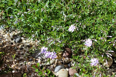 Nature garden bed