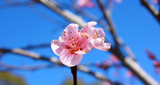 Pink nature spring