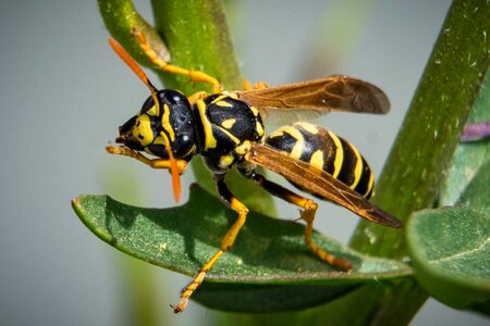 Close up nature animal photo