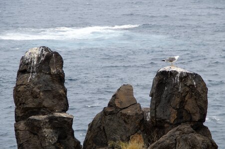 Seagulls shit atlantic sea photo