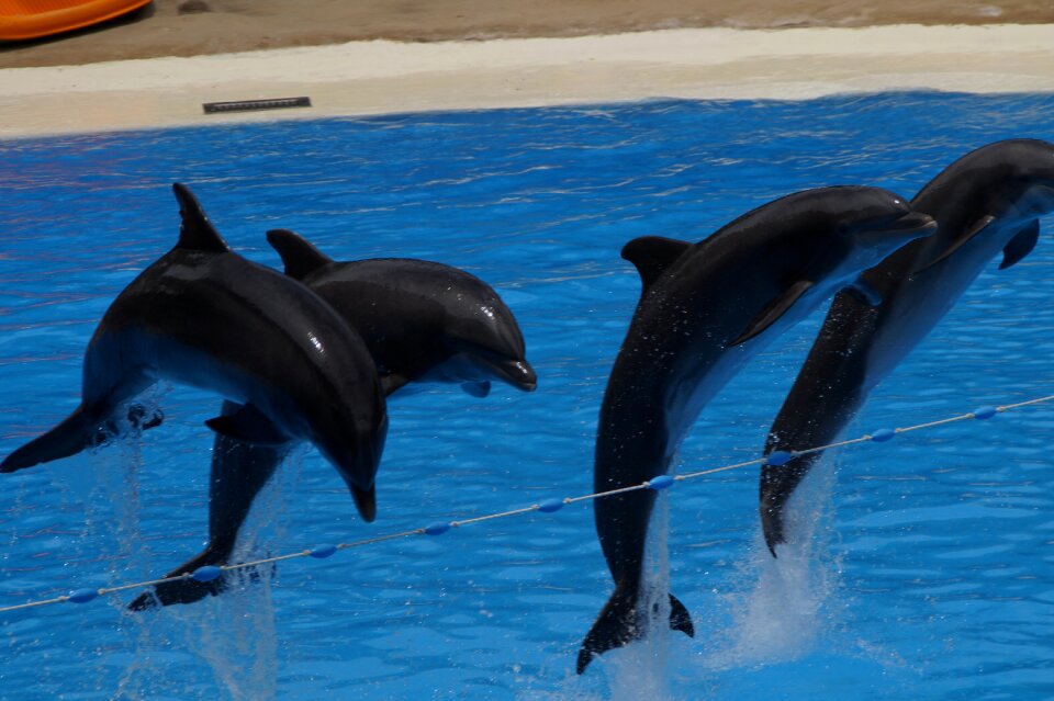 Marine mammals meeresbewohner animals