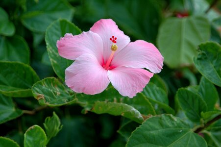 Blossom bloom plant photo