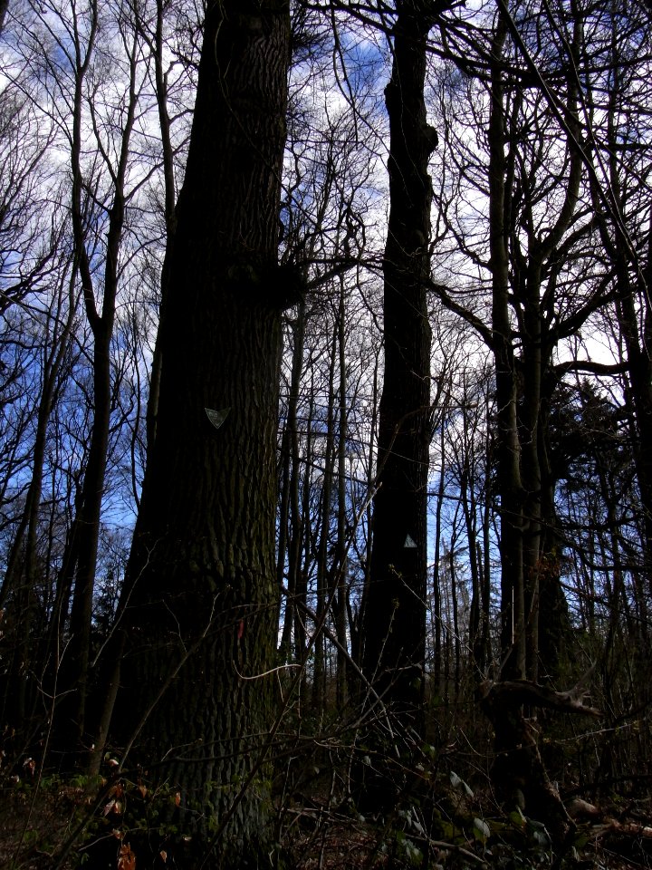 93_Eichen,_2_von_93_R0012530